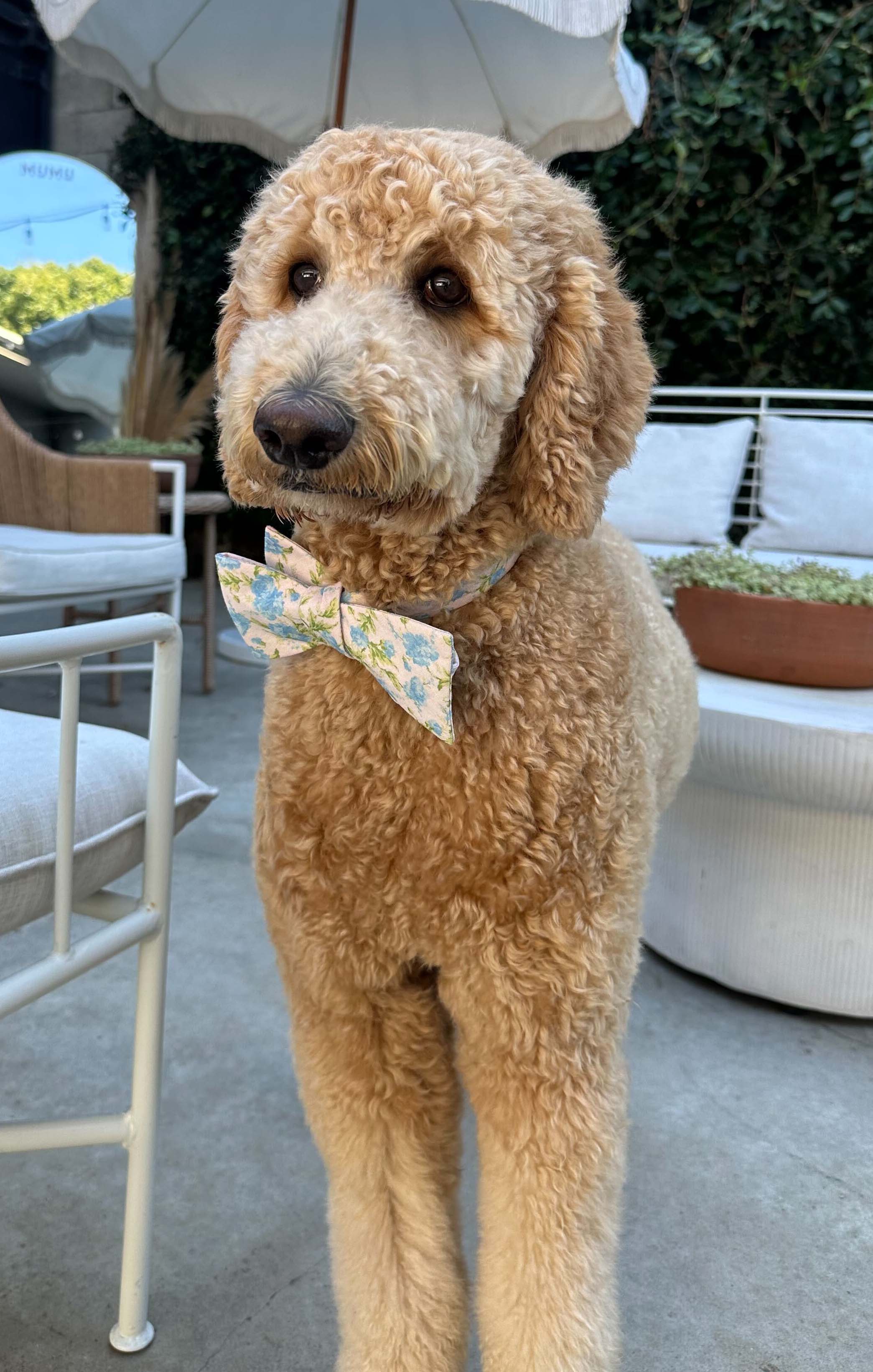 Rose Bow Tie for Weddings & Formal Events | Josh Bow Tie